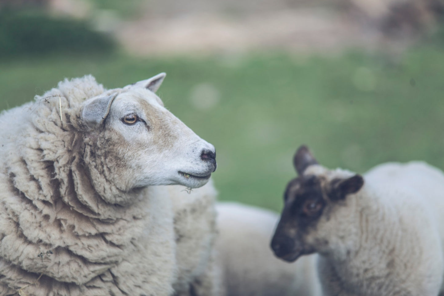 koberec / tapiserie “Hora v hoře”